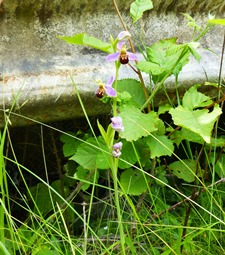 Bee orchid